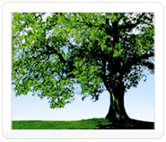 나무 : 느티나무